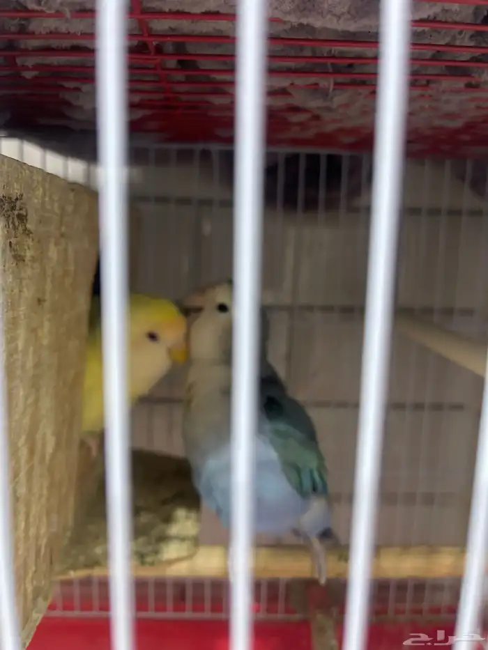 عصافير روز للبيع 2