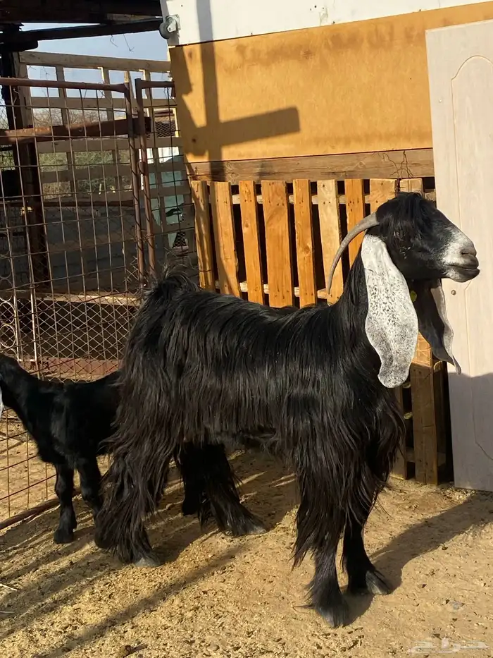 عنز عارضيه صنف فاخره(تم البيع ) 4