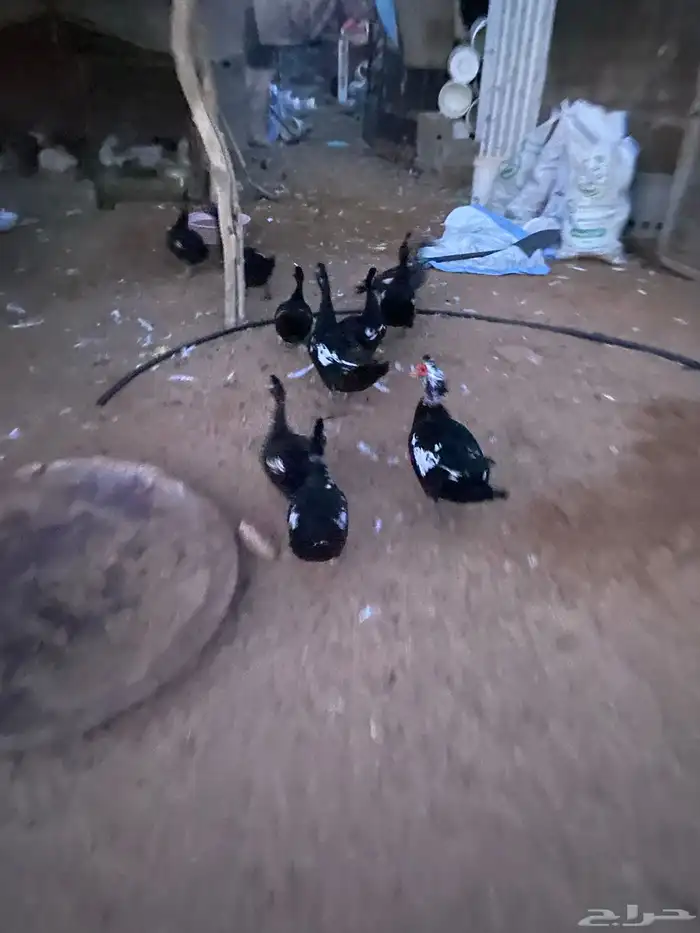 بط بح 1