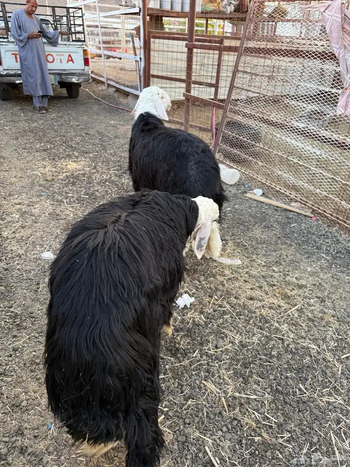 طليان وتيوس ذبايح نظيفه ع الشرط ( سلخ وتوصيل ) 0