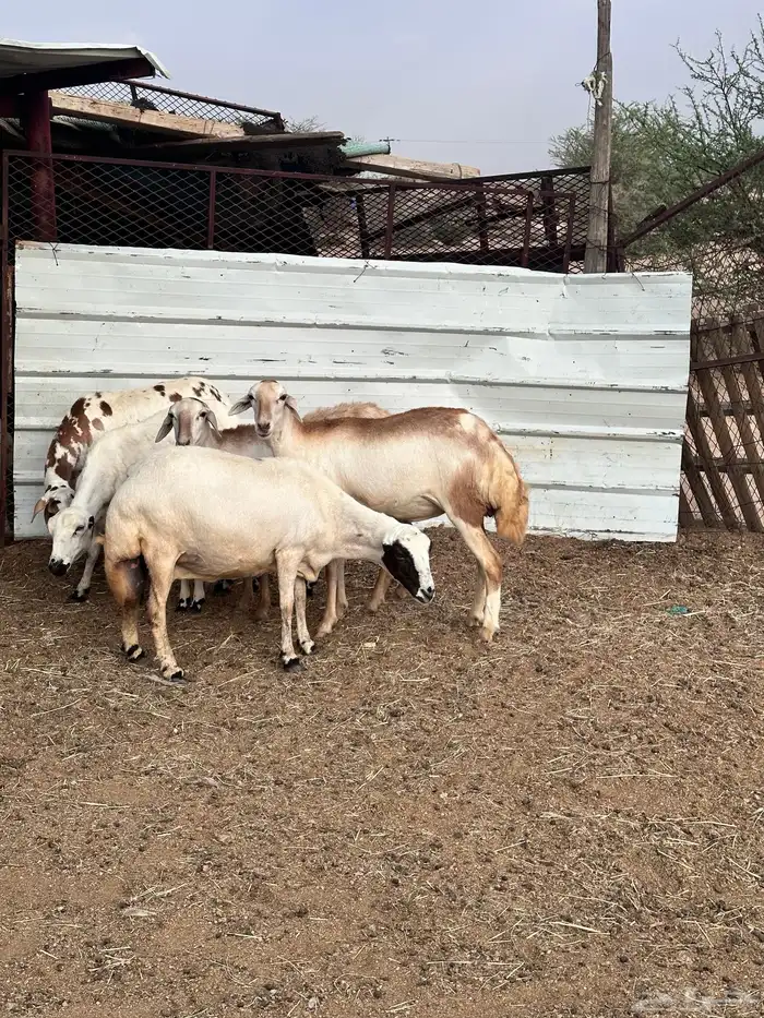 ضان هجين مع رفيد 3