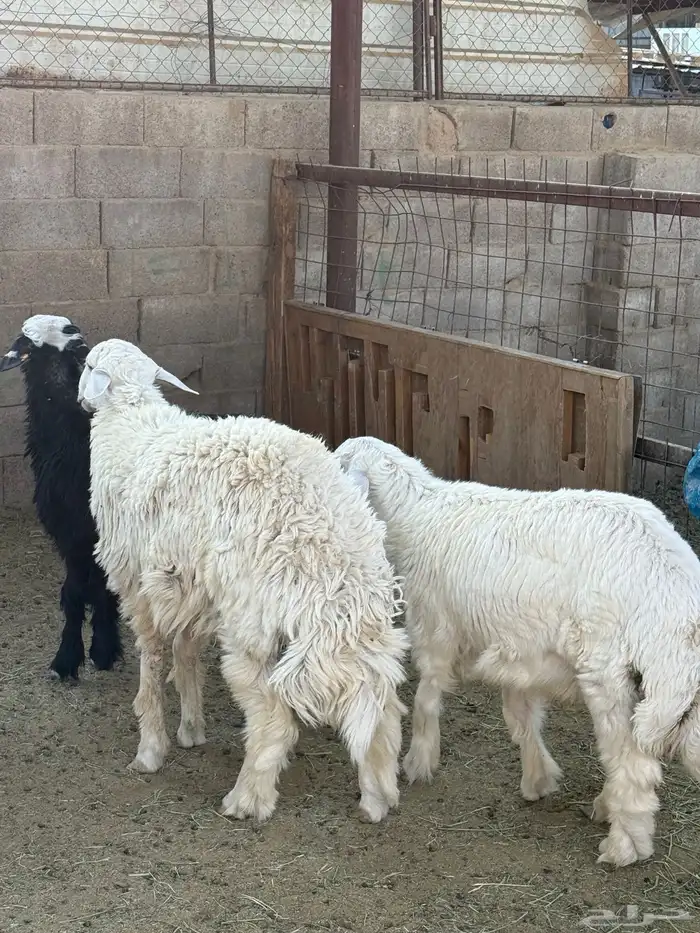 طليان وتيوس ذبايح نظيفه ع الشرط ( سلخ وتوصيل ) 4