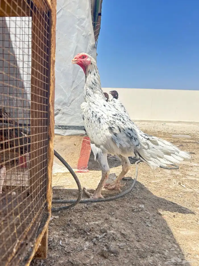 دجاجه المانيه 0