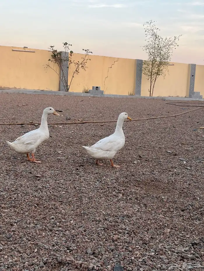 بط بكيني   ديك بكستان 0
