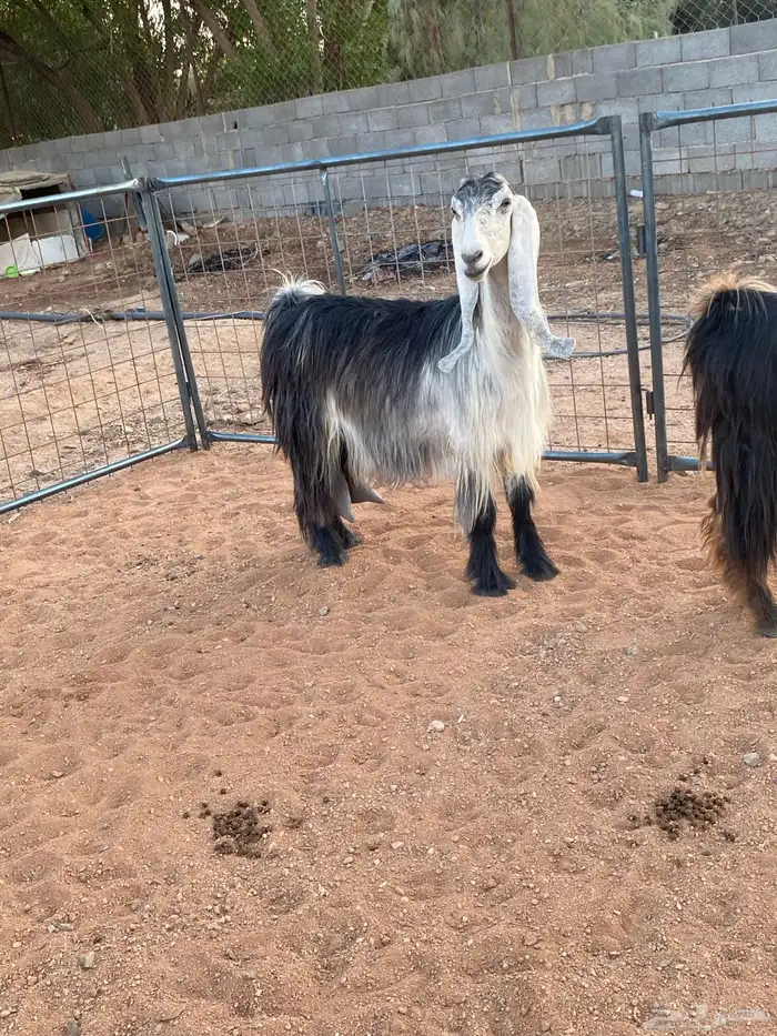 معزا عوارض رباعيات دفيع (تم البيع) 4