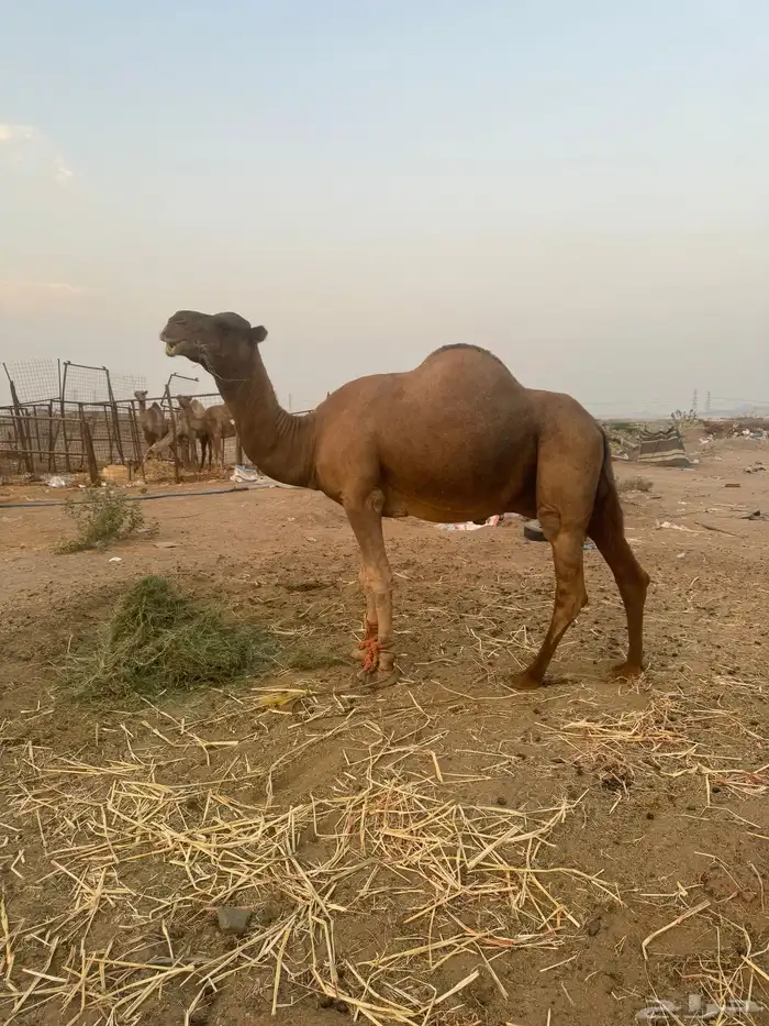 بعير ساحلي ساس حليب وديس 1