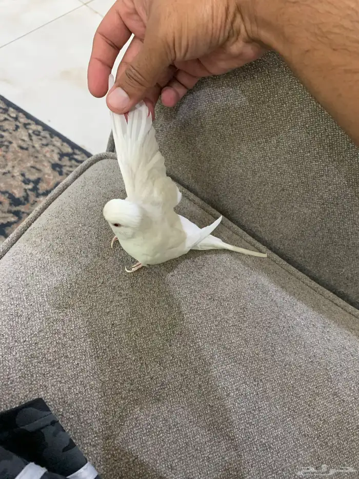 للبيع طائر انثى بادجي 1