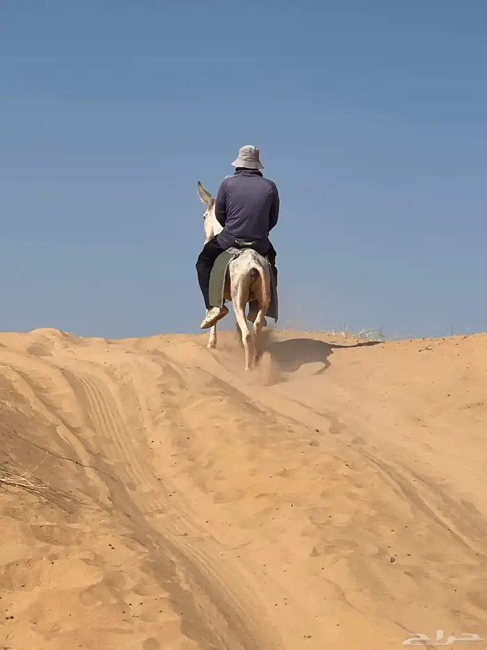 للبيع حمار مرياع شرط 0