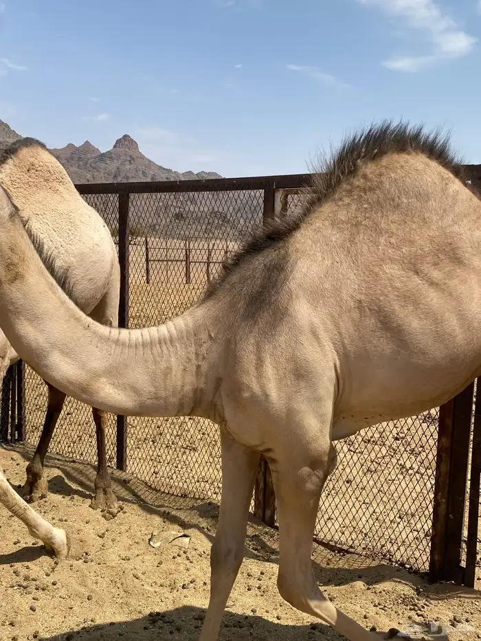 بكره ما شاء الله تبارك الله 2