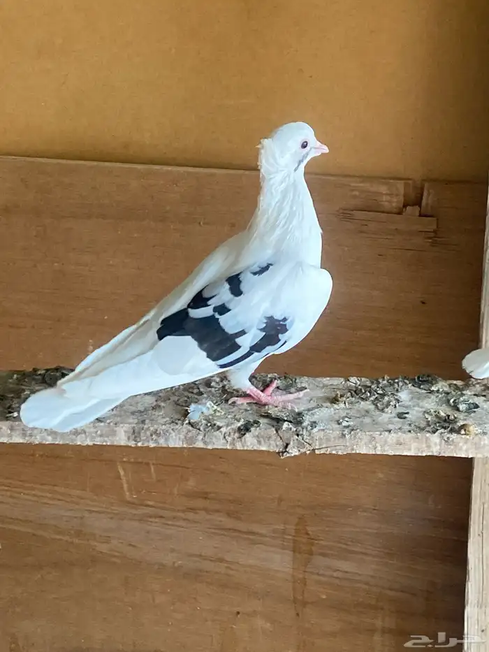 حمام 4
