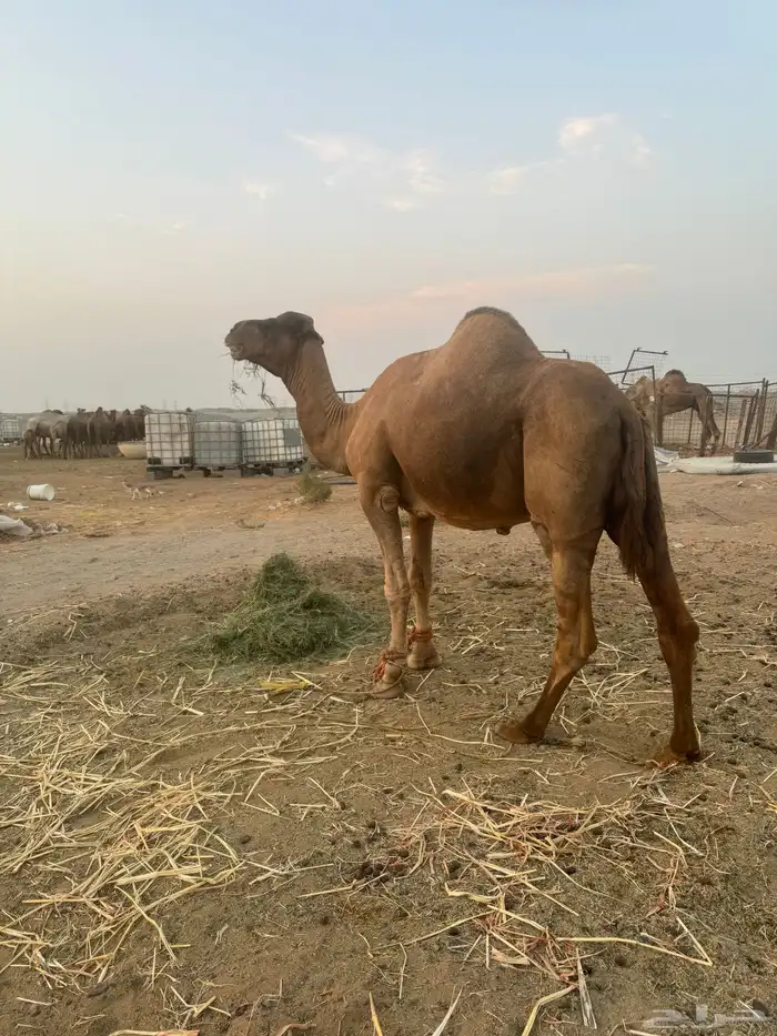 بعير ساحلي ساس حليب وديس 3