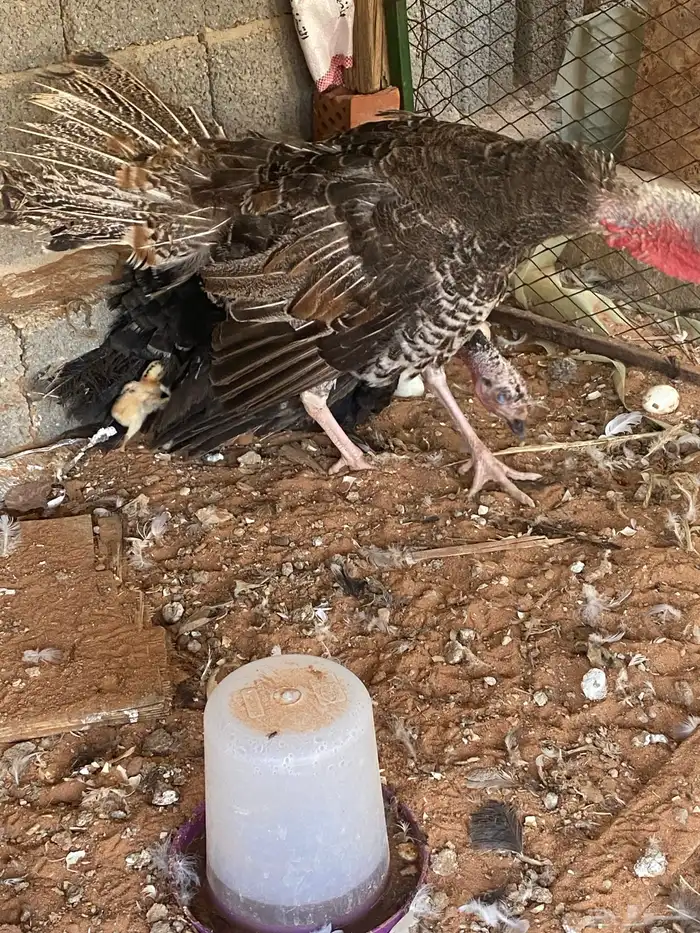 المشاعله 2