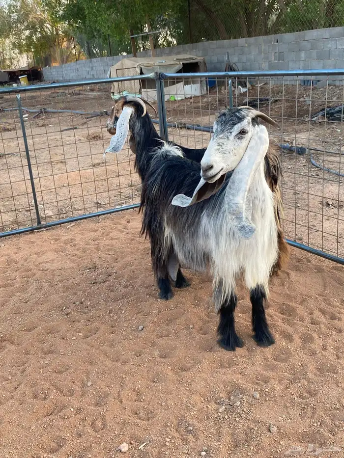 معزا عوارض رباعيات دفيع (تم البيع) 2