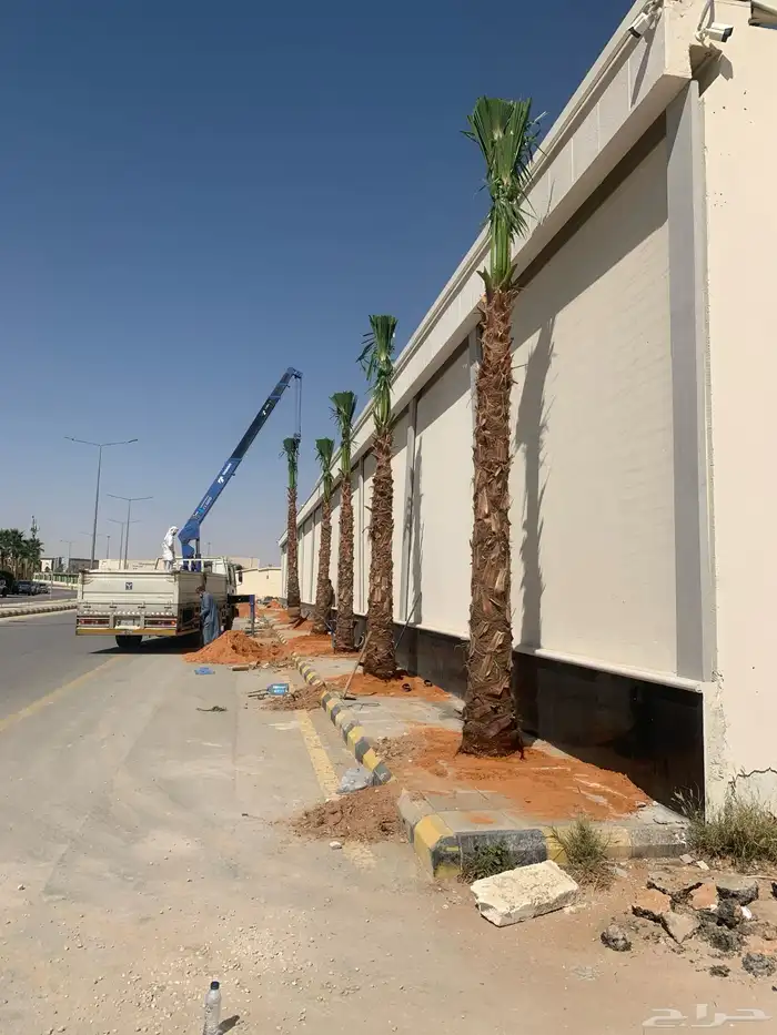 واشنطني نخل زينه جميع المقاصات 0