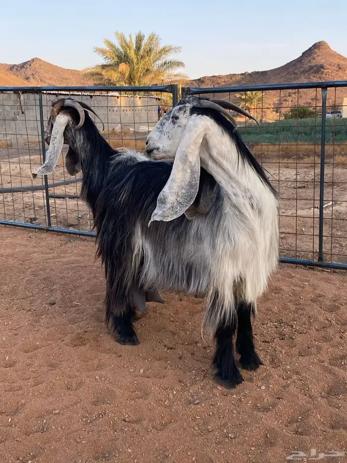 معزا عوارض رباعيات دفيع (تم البيع) 11