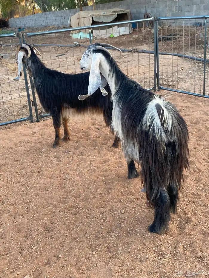 معزا عوارض رباعيات دفيع (تم البيع) 0