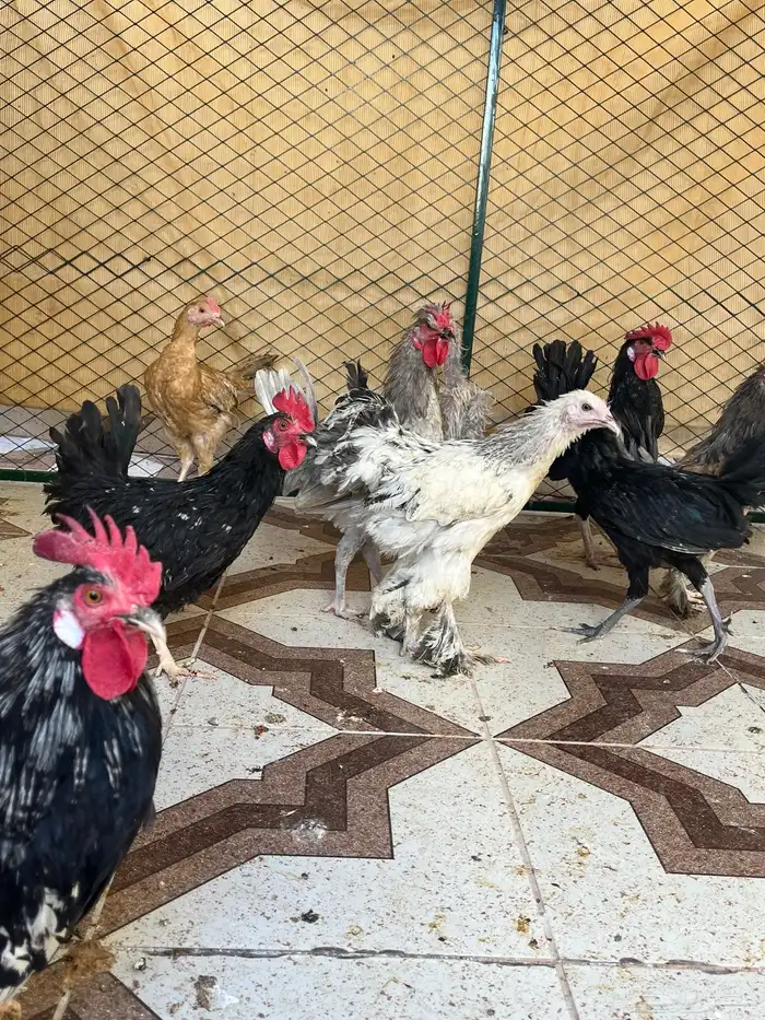 ديوك نوادر مفتل وجاينز منوع 1
