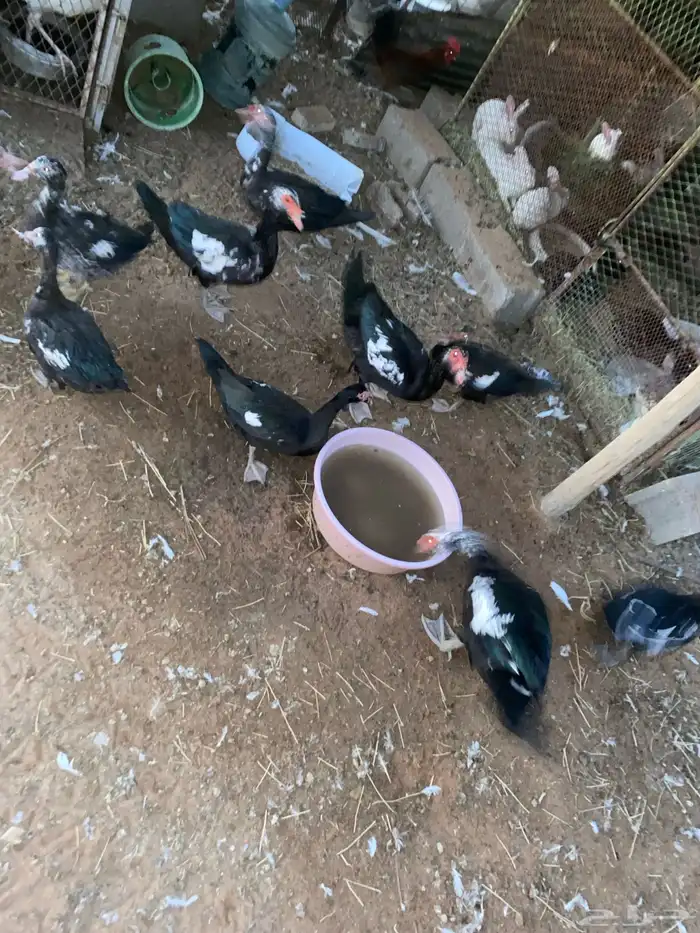 بط بح 0