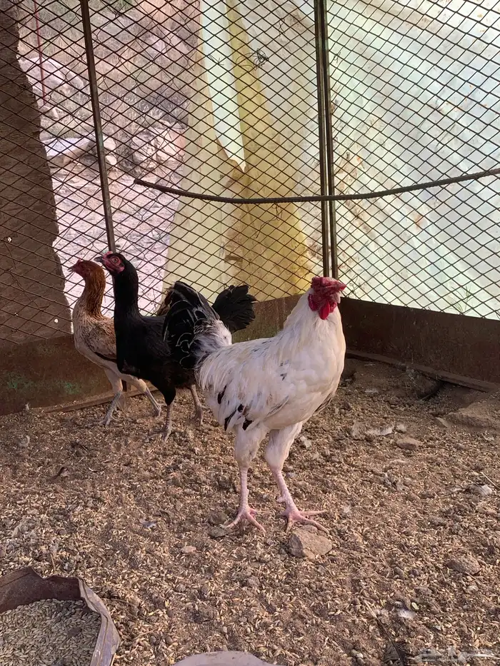 دجاج باكستاني 0