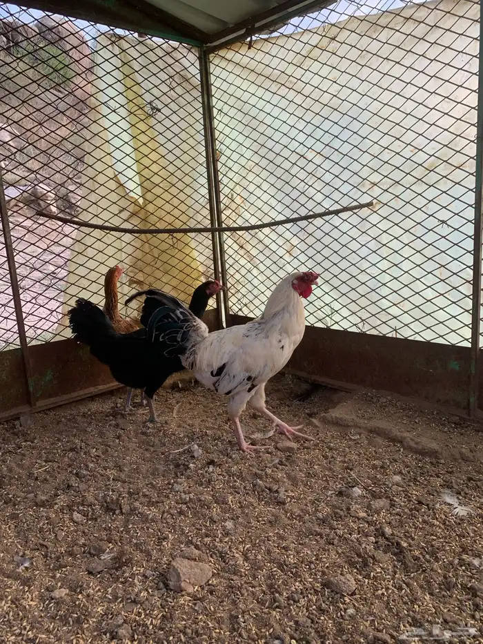 دجاج باكستاني 2