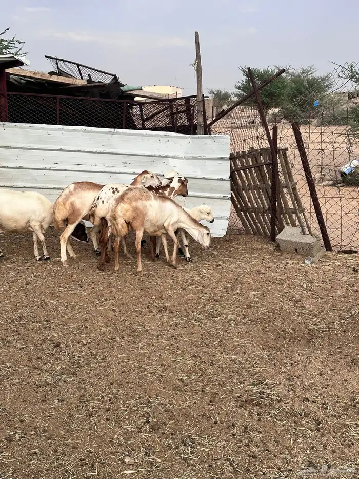 ضان هجين مع رفيد 4