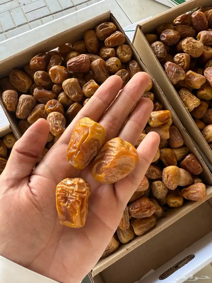 تمر سكري مفتل خراف السنه ذي 3