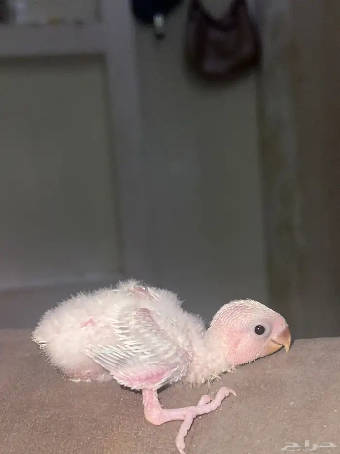 فروخ روز اليفين   انباعو كلهم 3