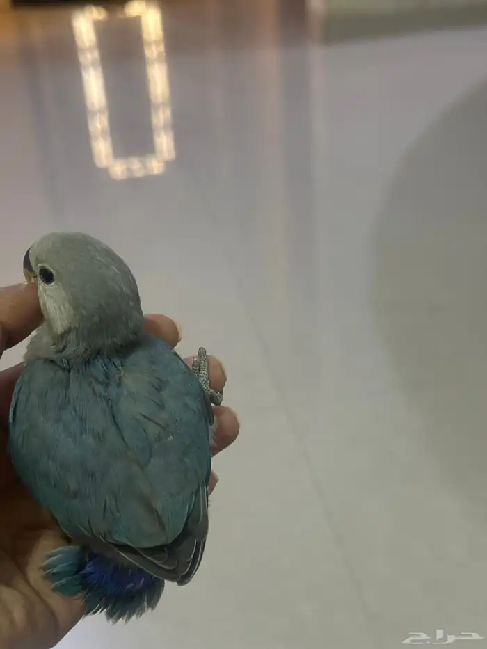 فروخ روز اليفين   انباعو كلهم 1