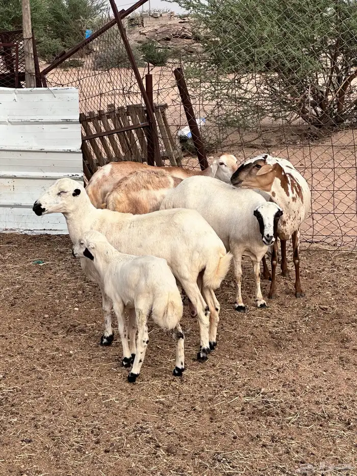 ضان هجين مع رفيد 0