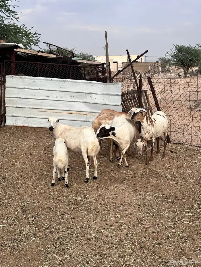 ضان هجين مع رفيد 7