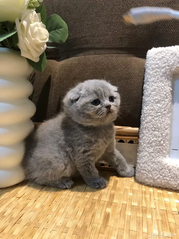 تزاوج قطط 4