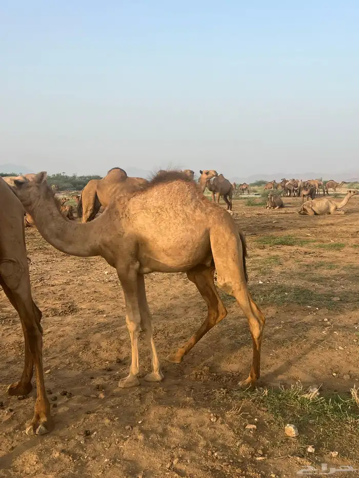 حشوان 4