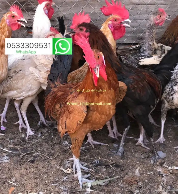 ديوك بلدي 8-9 شهور عنيزة 5