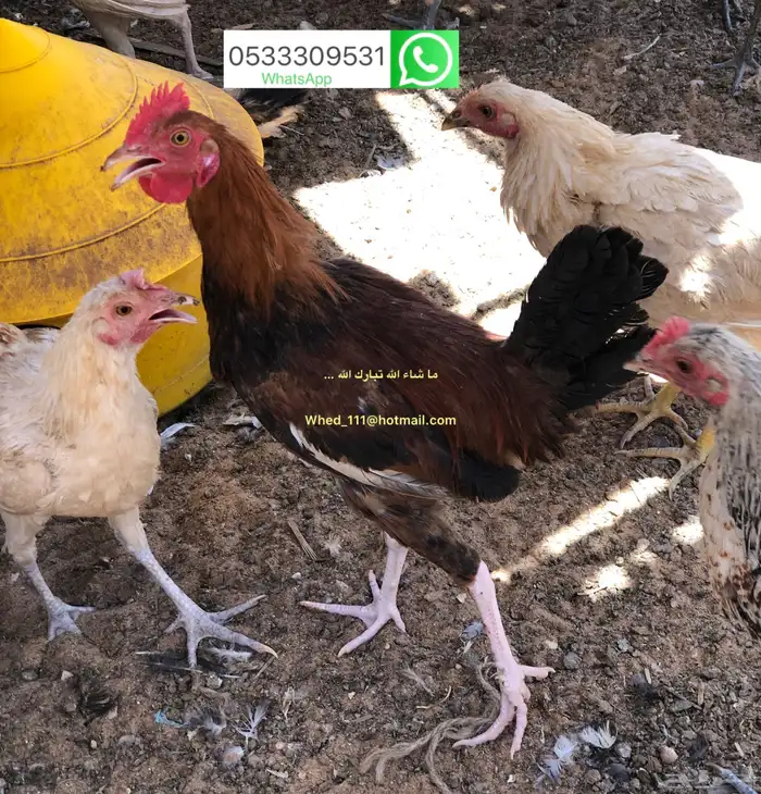ديوك بلدي 8-9 شهور عنيزة 4