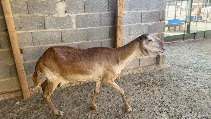 شاة ساكنية طيييبة 2