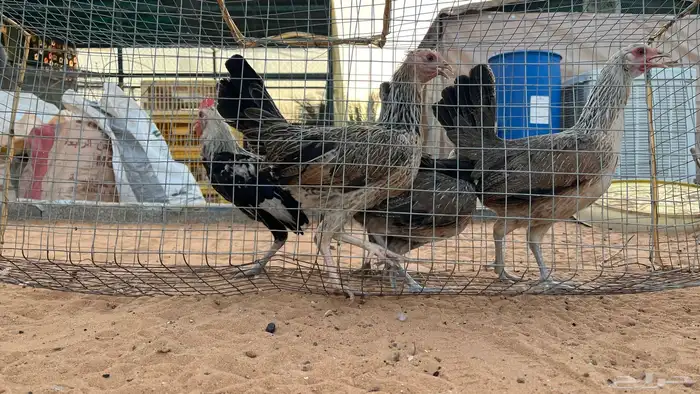 دجاج عربي 4