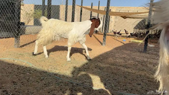عنز شاميه ثنيه 4