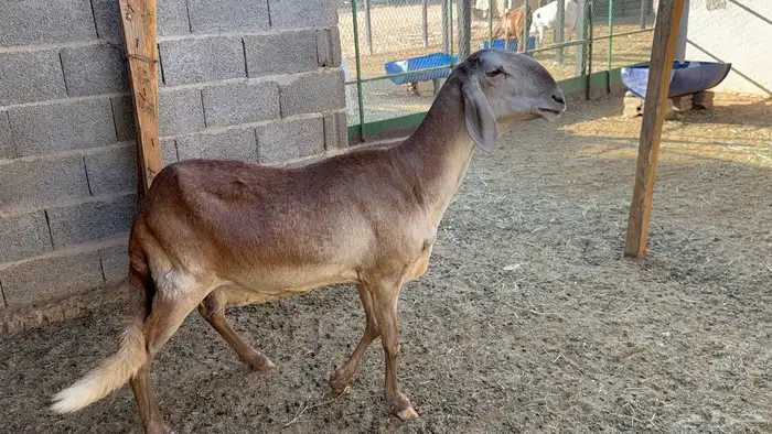 شاة ساكنية طيييبة 0