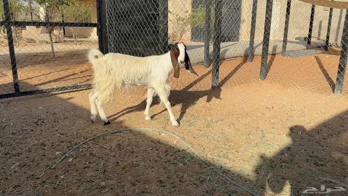 عنز شاميه ثنيه 5