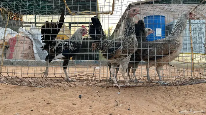 دجاج عربي 3