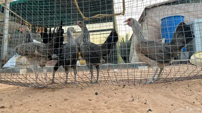 دجاج عربي 1