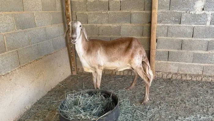 شاة ساكنية طيييبة 5