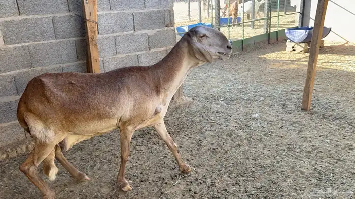 شاة ساكنية طيييبة 1