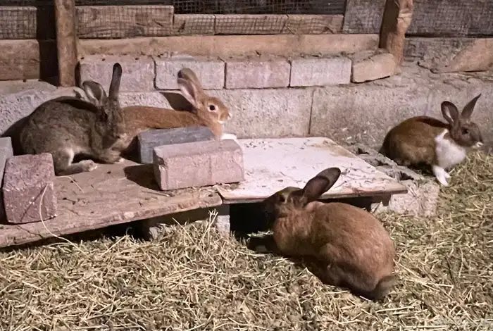 ارانب بلدي 2