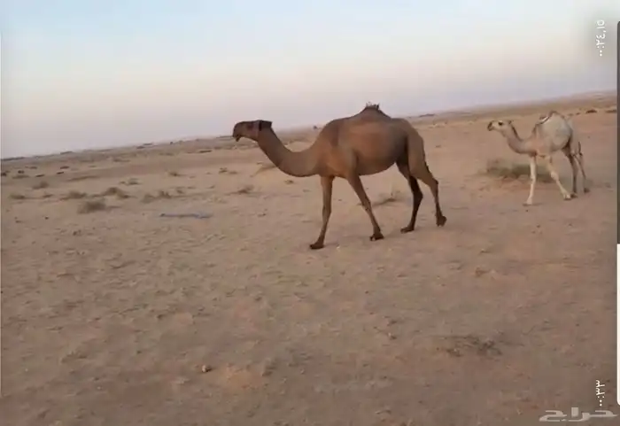 للبيع العشرا الكفوو 0