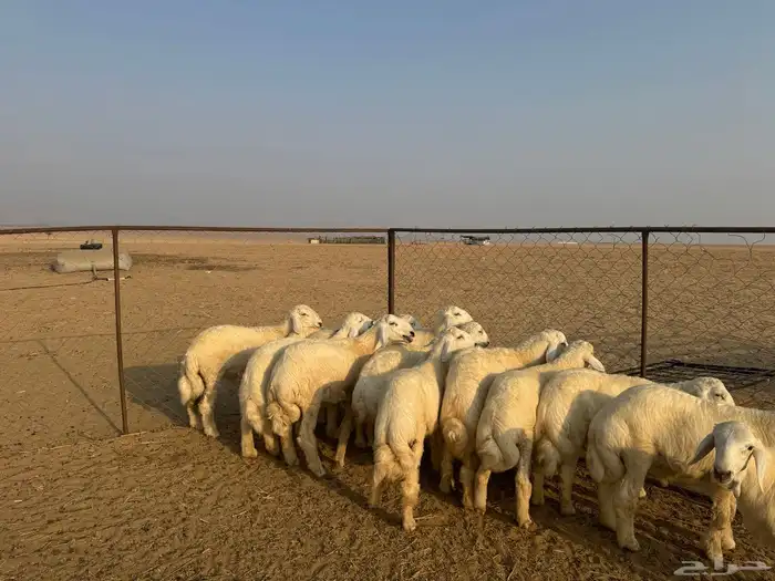 طليان حريه طيبه عدد 29 راس 0