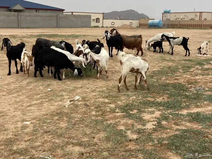 العدد 15 بي الفحل يتبعها 9 من البهم 4