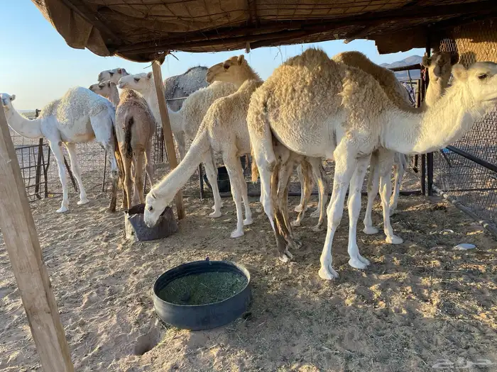 حشو للبيع 1