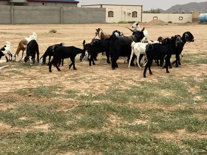 العدد 15 بي الفحل يتبعها 9 من البهم 1