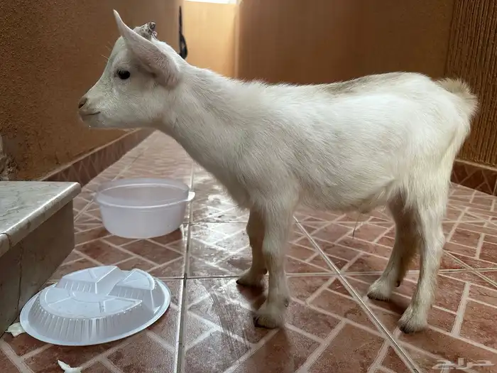 للبيع 1